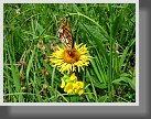 v popredí opäť ľadenec rožkatý (Lotus corniculatus L.) a ten s motýľom opäť niečo z čeľade astrovité (Asteraceae) 