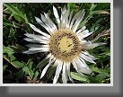 Krasovlas bezbyľový pravý (Carlina acaulis subsp. acaulis L) 