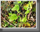 Ostružina černicová (Rubus friticosus) 